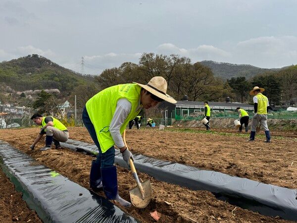 농협은행 경영지원부문 황준구 부행장(가운데)과 임직원들이 17일 농촌 일손돕기를 하고 있다. [NH농협은행]
