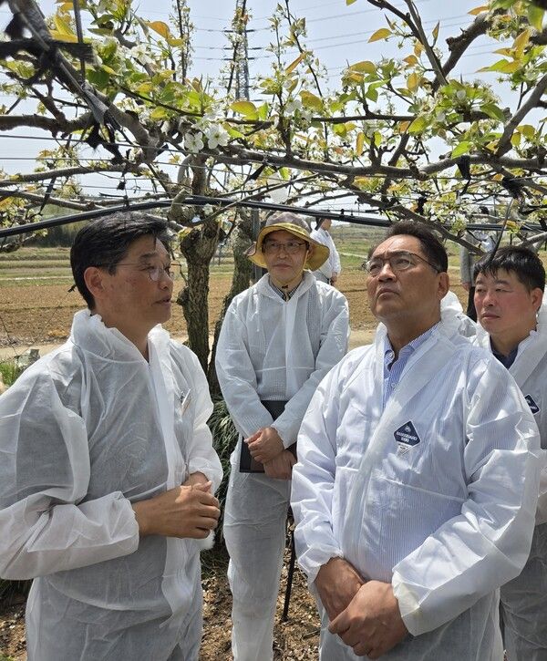 농협중앙회 지준섭 부회장(오른쪽)은 18일 전남 나주지역의 배 재배농가를 방문해 냉해 피해 상황을 점검하고 있다.[농협중앙회]