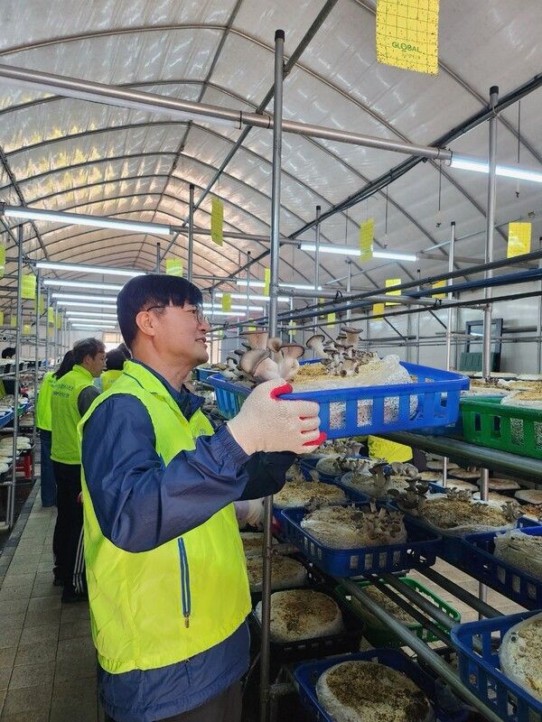 박내춘 농협은행 개인디지털금융부문 부행장과 직원들이 23일 인천 계양구 농가를 찾아 일손돕기를 진행하고 있다. [NH농협은행]