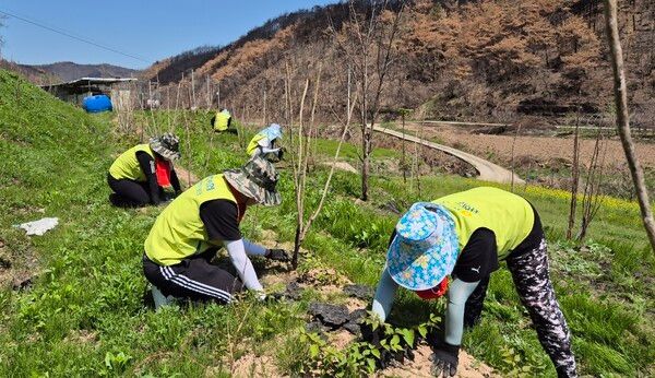 농협경제지주 공판사업부 직원들이 29일 경북 안동시 소재 산불 피해 농가를 방문해 영농 부산물을 수거하며 주변 환경을 정비하고 있다. [농협]