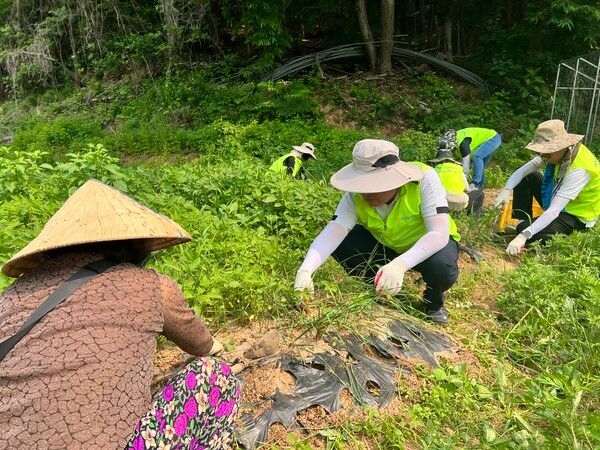 지난 30일 의정부시 송산로 배 과수농가에서 NH농협은행 이영우 투자상품·자산관리부문장 등 임직원들이 일손돕기를 하고 있다. [NH농협은행]