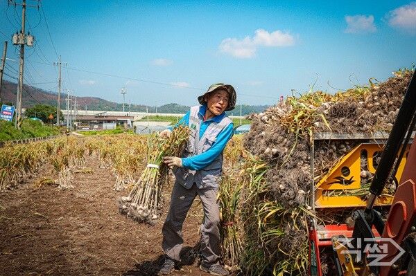 농민이 의성 한지형 마늘을 수확하고 있다. [의성군]