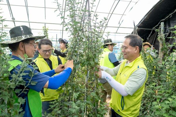 NH농협금융은 지난 19일 경기 김포시 고촌읍에서 영농철을 맞아 농촌 일손돕기를 실시했다. 이찬우 회장(오른쪽에서 첫번째), 이재호 부사장(오른쪽에서 두번째), 조동환 김포고촌농협 조합장(오른쪽에서 세번째)이 국화 끈 묶이를 하고 있다. [NH농협금융]