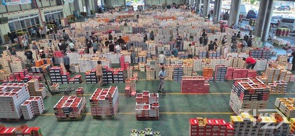 영천 농산물도매시장 내부 전경. [영천시]