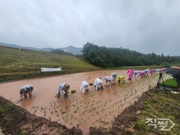 의성군 금성면 운곡리에서 열린 첫물내리기 행사 모습. [의성군]