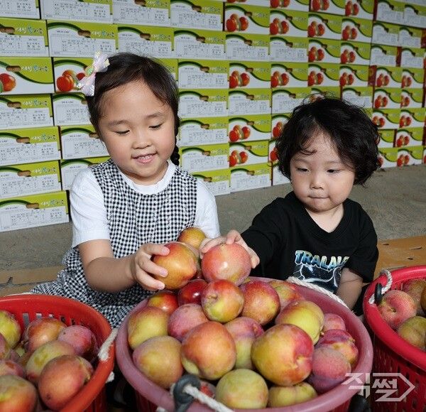 7월 중순부터 의성 자두가 본격적인 수확·출하에 돌입했다. [의성군]