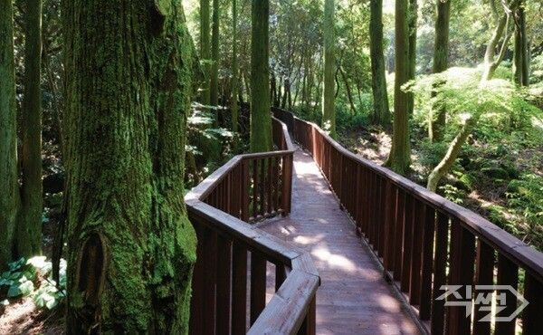 산림복지 무장애나눔길 조성 [경북도청]