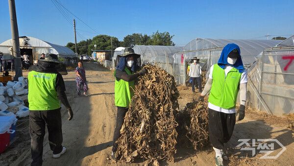 NH농협캐피탈&nbsp;임직원들이 지난&nbsp;28일 청주 오송 지역의 애호박 재배 농가에서 일손 돕기를 진행하고 있다. [NH농협캐피탈]