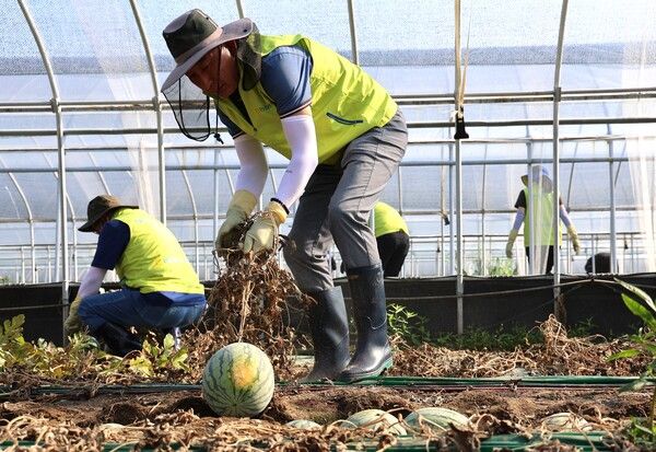 29일 NH농협생명 박병희 대표이사(가운데)와 임직원들이 충남 청양군을 찾아 수해복구를 위한 일손돕기에 나서 구슬땀을 흘리고 있다. [NH농협생명]