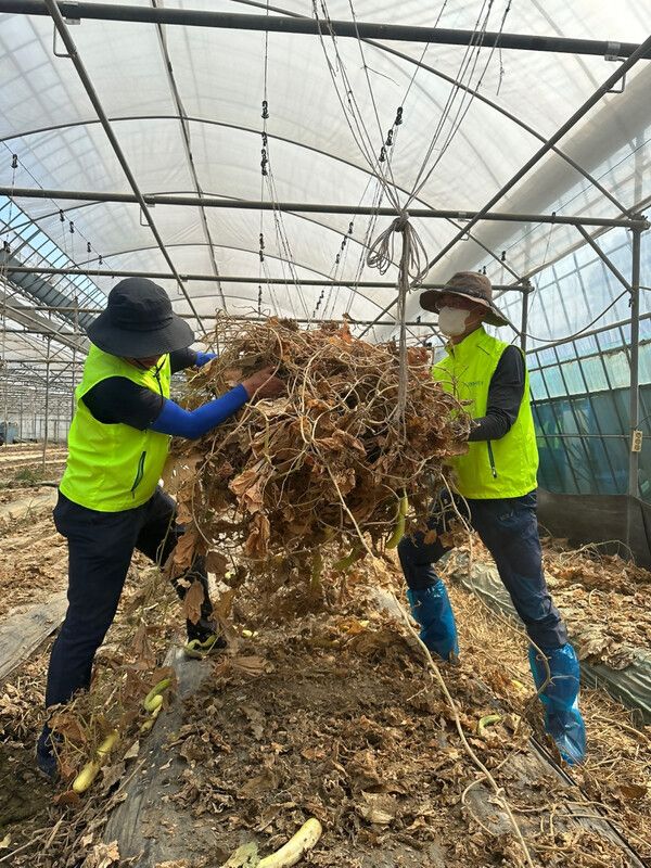NH농협은행 감사위원회 홍길 상근감사위원(오른쪽)이 수해 피해 현장에서 폐농작물 수거 활동을 하고 있다. [NH농협은행]
