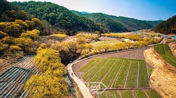 산수유마을 꽃맞이행사장 전경. [의성군]