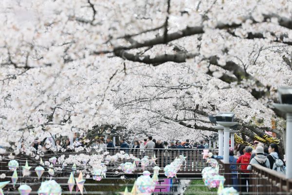 진해 여좌천 일대에 벚꽃이 만개한 가운데 상춘객들이 봄 정취를 즐기고 있다. [창원시]