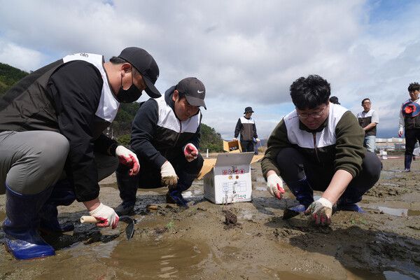 BNK경남은행은 ESG 사회공헌활동의 하나로 ‘봉암갯벌 칠면초 군락지 복원 봉사활동(2개년 시범사업)’을 실시했다. [BNK경남은행[