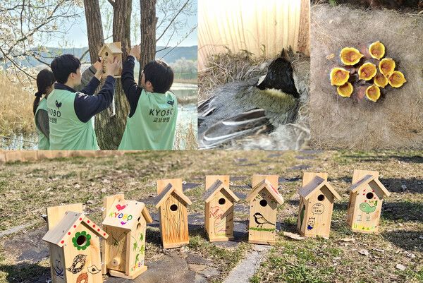 지난달 8일 경기도 광주시 경안천 습지생태공원에서 교보생명 임직원들이 야생 조류를 위한 인공 새집을 나무에 정성스럽게 설치하고 있다(사진 위 왼쪽). 임직원들이 설치한 둥지 중 한 곳에서 최근 박새 어미 한 마리가 둥지를 틀었고 9마리가 무사히 부화한 모습(사진 위 오른쪽)과 교보생명 임직원들이 손수 만든 인공 새집 모습(사진 아래쪽). [교보생명]