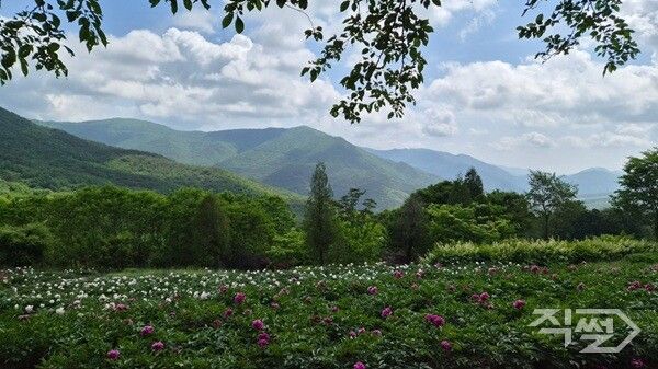 보현산약초식물원 작약꽃 모습. [영천시]