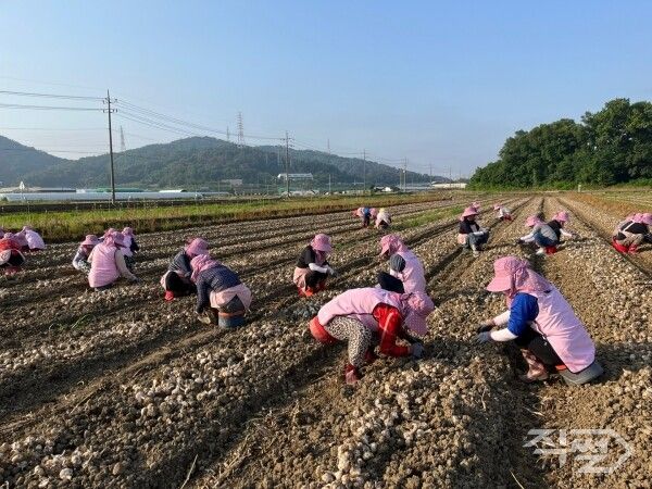 달성군생활개선회가 유가읍 농가에 일손을 돕고 있다. [달성군]