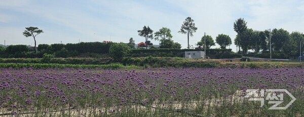 영천시 유성리 일원 버들마편초 군락지 모습. [영천시]