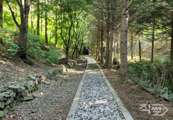 의성 금봉자연휴양림 숲길 모습. [의성군]
