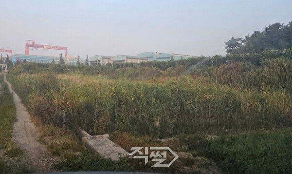 영암군 삼호읍 삼포리 농지가 8년동안 경작을 못해 잡초들에게 빼았겼다. 4일 보크사이트 잔재물 침출수 피해 주장 농지 일대. [윤시현 기자]