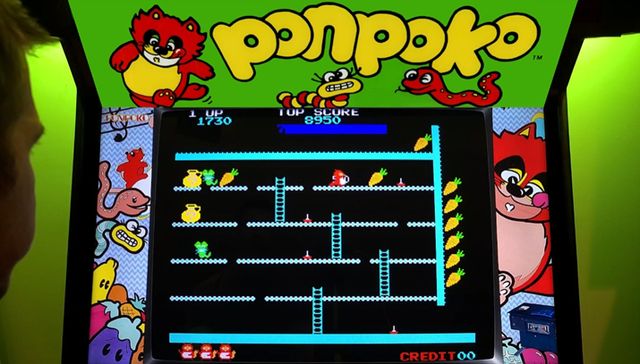 폰포코 보다는 너구리가 훨씬 잘 어울리는 이름 같다 (사진출처: 유튜브 채널 MAME-FAN 영상 갈무리)