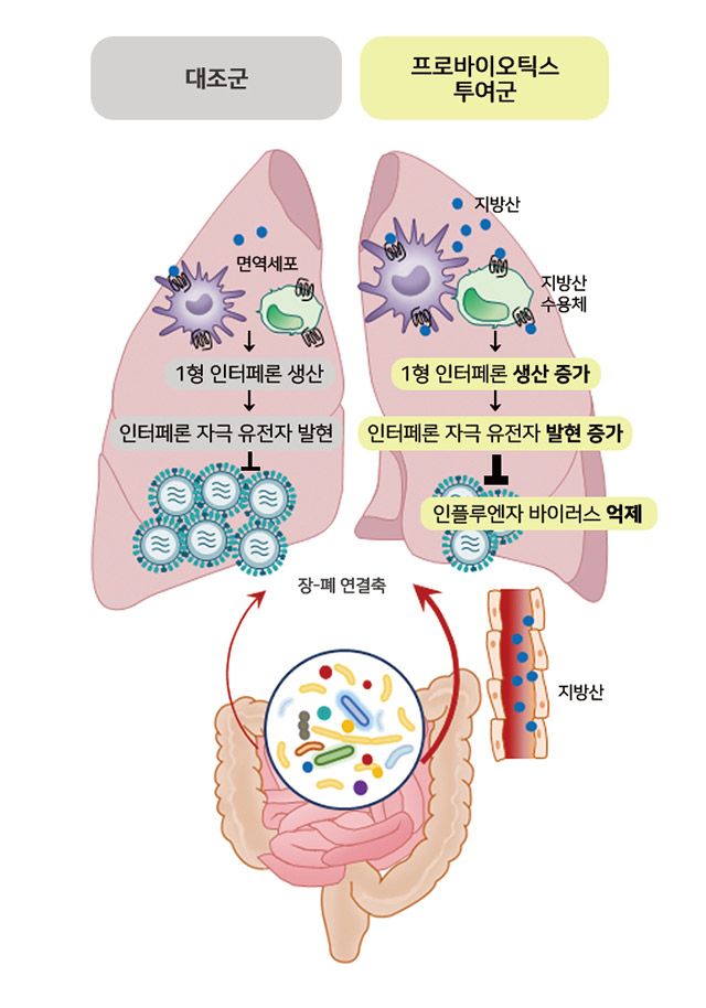 프로바이오틱스 항바이러스 작용 모식도 /이미지 제공=서울아산병원