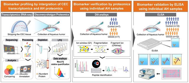 각막내피세포부전을 진단하는 방수 생체표지자를 발견하기 위해 시행한 탐색(Profiling), 검증(Verification), 유효성 확인(Validation) 과정을 도식화한 그림 /이미지 제공=용인세브란스병원