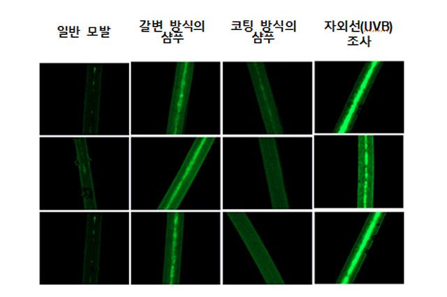 염색 원리가 다른 두 염색샴푸 후 모발 표면 하이드록시 라디칼 비교(형광현미경검사) /이미지 제공=중앙대학교병원