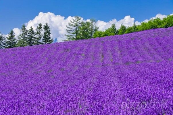 사진제공=라쿠텐 트래블