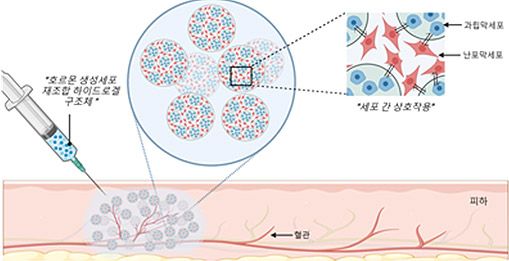 난소에서 채취한 세포들을 하이드로겔 구조체에 담은 후 쥐의 피하에 주사하는 그림. 세포 간 상호작용으로 호르몬을 스스로 생성한다. /이미지 제공=분당서울대병원