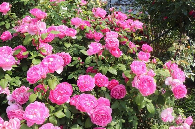 에버랜드 장미(에버로즈)(사진출처=삼성물산)