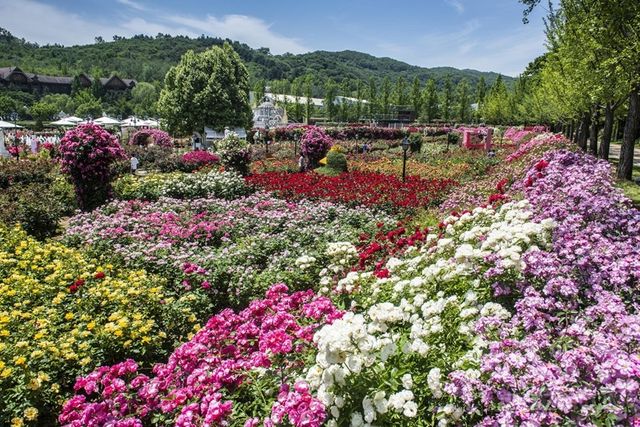로즈기프트 상품점을 지나 내려다보이는 장미원 전경(사진출처=삼성물산)
