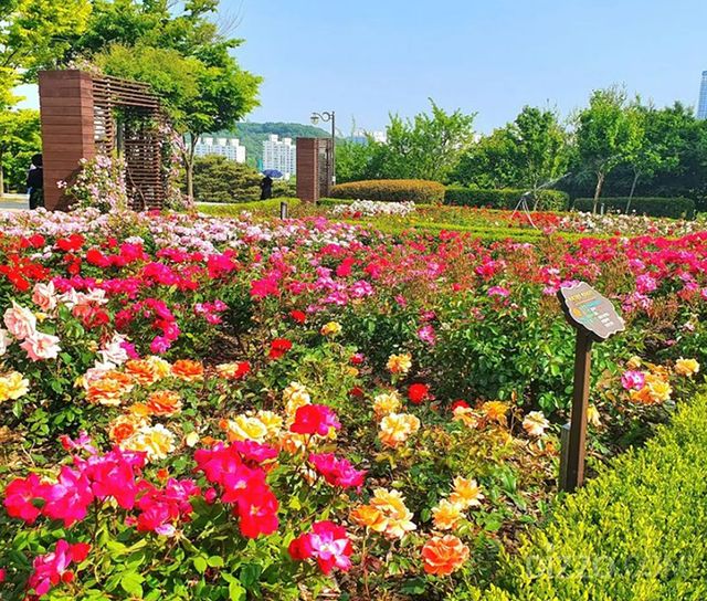 장미근린공원(사진제공=인천관광공사)