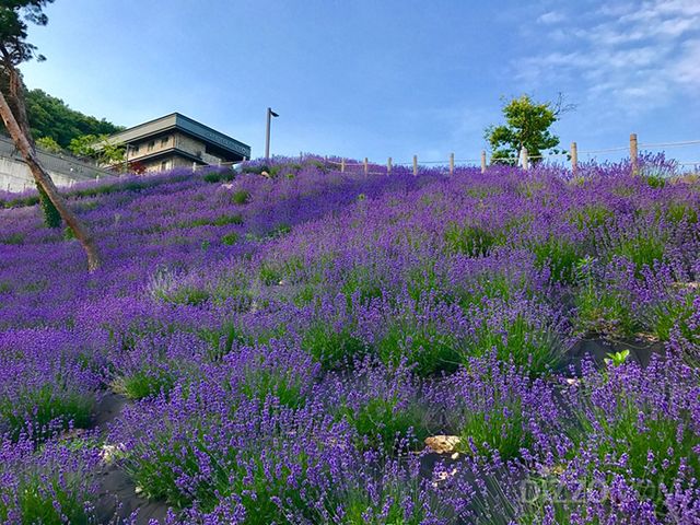 강화 에버리치 라벤더(사진제공=인천관광공사)