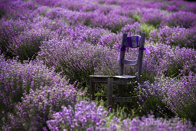 라벤더 정원(사진제공=튀르키예문화관광부)