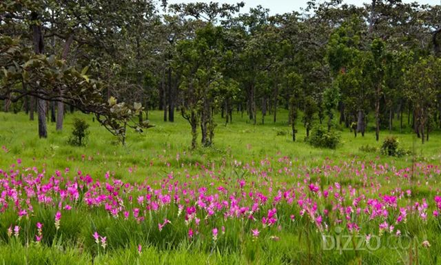 사진제공=태국관광청