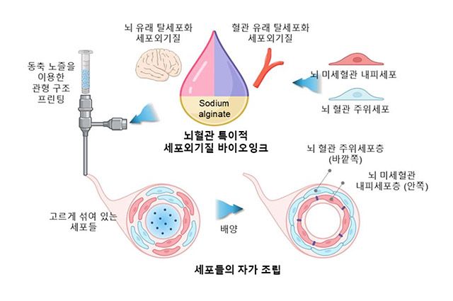 뇌혈관 장벽 재현_뇌혈관 특이적 세포외기질 바이오잉크와 3D 바이오프린팅 기술을 활용해 구현된 관형 구조에서 유도된 세포들이 자가 조립하여 뇌혈관 장벽의 이중층 구조를 형성함. /이미지 제공=서울대병원