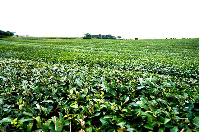 제주 오설록 티뮤지엄 건너편에 드넓게 녹차밭이 펼쳐져 있다./사진=김경희