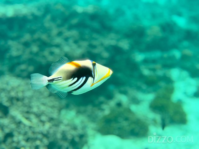 투몬비치 열대어