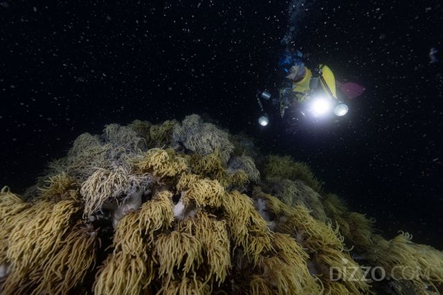 마스터 리프 가이드 미셸 배리 ⓒCalypso Productions