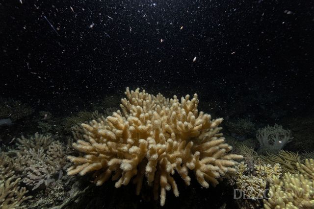 산호가 산란하는 모습ⓒCalypso Productions