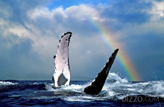 마우이 인근 해역의 혹등고래 개체(사진 제공=하와이 관광청 한국 사무소) 