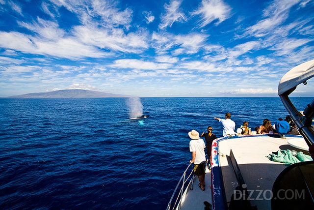혹등고래를 관찰하는 그룹 투어 참여객들(사진 제공=하와이 관광청 한국 사무소)