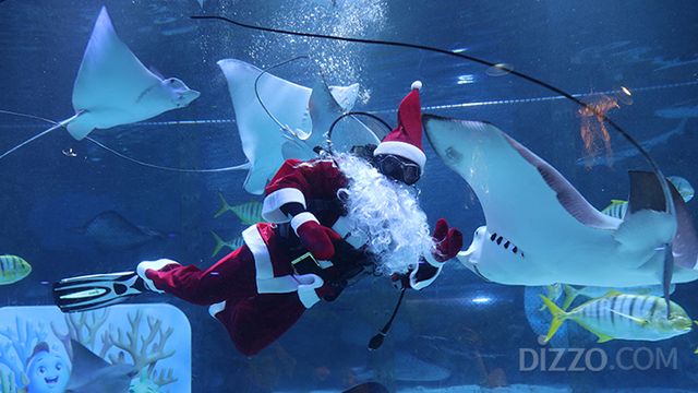 사진제공=씨라이프 코엑스 아쿠아리움