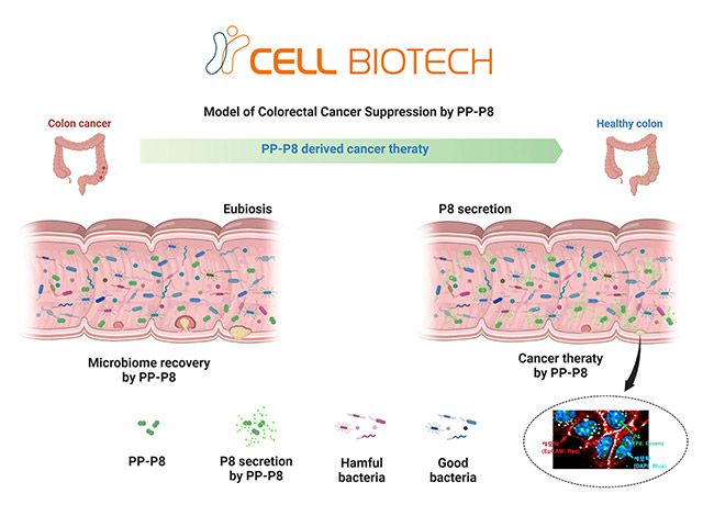 PP-P8의 대장암 치료 기전 모식도 /이미지 제공=쎌바이오텍