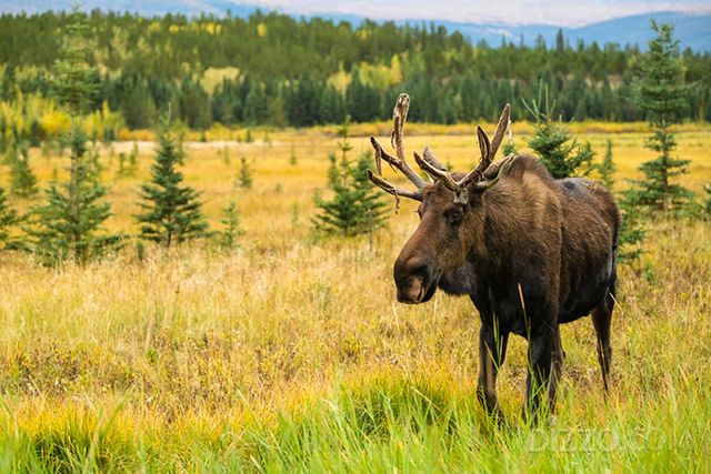 유콘 야생동물 보호구역 ⓒTourism Yukon
