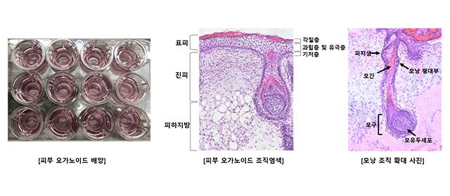 강스템바이오텍의 피부 오가노이드. 실제 피부와 동일한 형태의 3차원 구조로써 표피층, 진피층, 피하지방 및 모낭조직까지 완벽히 구현되었다. /이미지 제공=강스템바이오텍