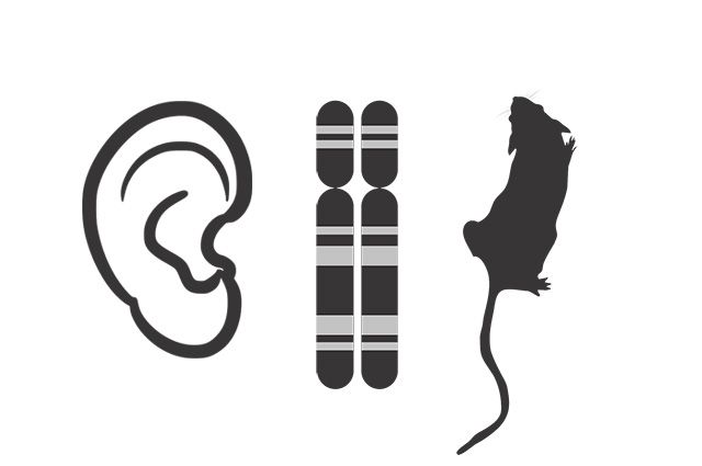 분당서울대병원 연구팀은 한국·일본에서 높은 빈도로 나타나는 OTOF 유전자 변이(p.R1939Q)를 가진 생쥐 모델을 활용해 유전자 치료의 청각 회복 효과를 입증했다. /이미지 출처=픽사베이