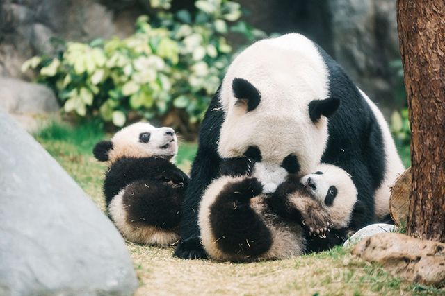 홍콩 오션파크(사진제공=홍콩관광청)