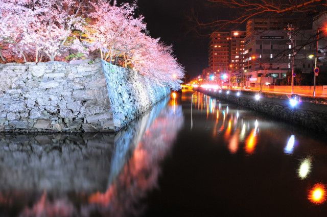 도쿠시마중앙공원의 만개한 벚꽃(사진제공=도쿠시마현 관광 서울REP사무소)