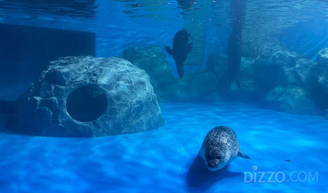 코엑스 아쿠아리움의 '물범 해변 구역'(사진촬영=서미영 기자)